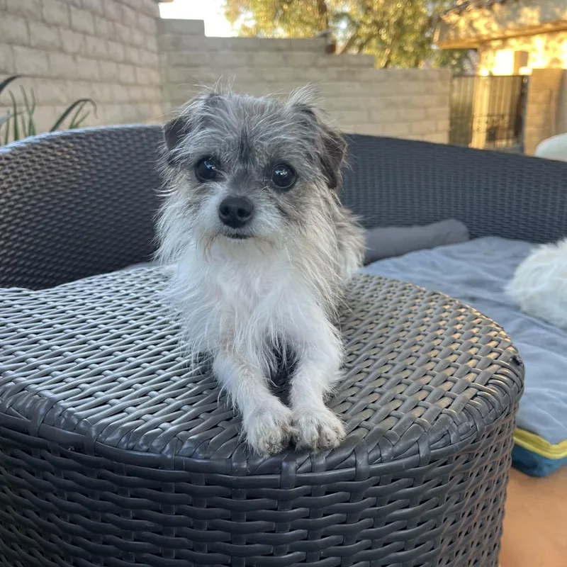 An adult small-sized female Gray / Blue / Silver Terrier dog named Petunia for adoption in Las Vegas, NV