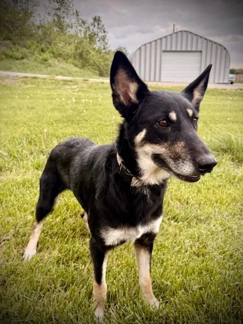 An adult medium-sized female Black German Shepherd Dog dog named Darcy for adoption in Huntley, IL