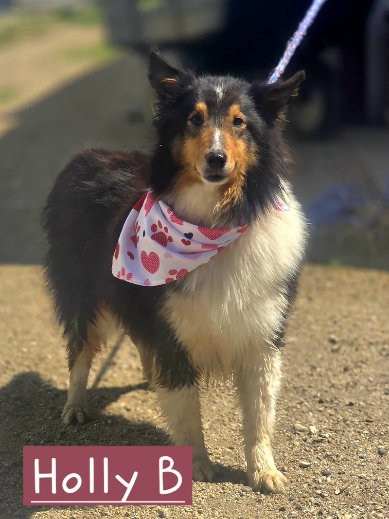 An adult medium-sized female Tricolor (Brown, Black, & White) Shetland Sheepdog / Sheltie dog named Holly Bea for adoption in Walthill, NE