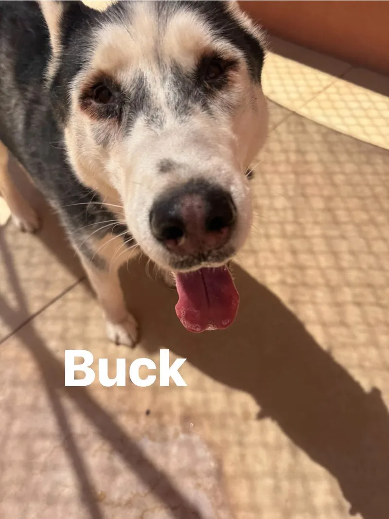 Buck