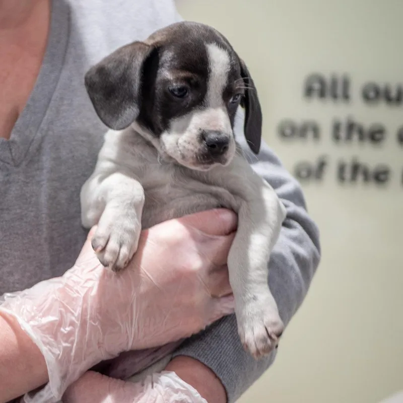 A young medium-sized female White / Cream Beagle dog named Pie Puppies: Bourbon Pecan for adoption in Washington, DC