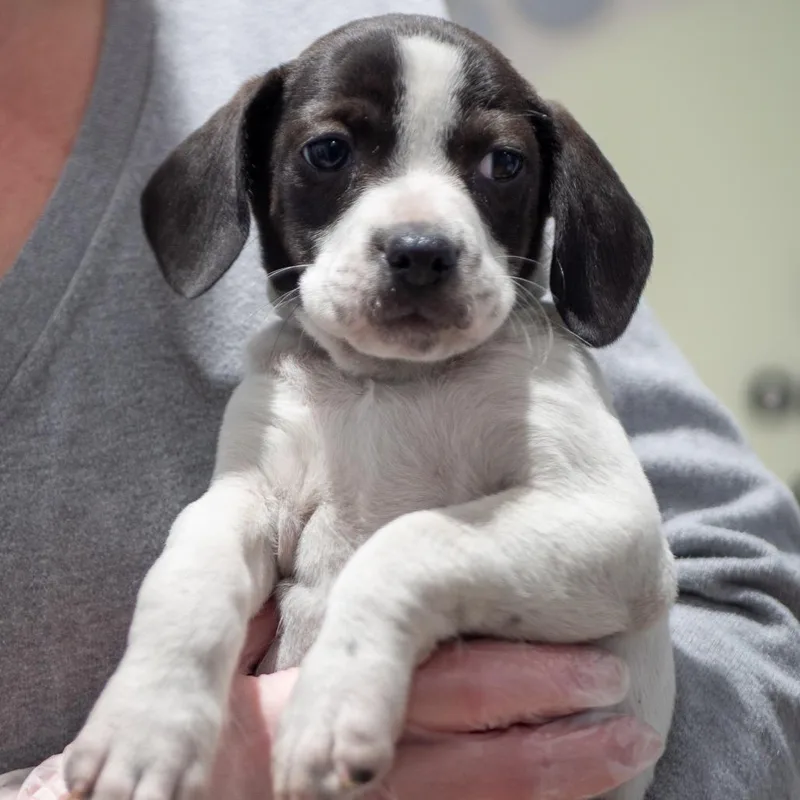 Pie Puppies: Bourbon Pecan thumbnail 2