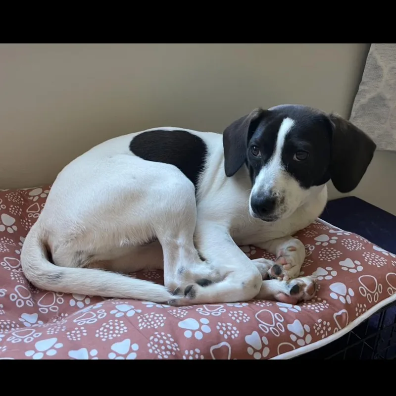 Pie Puppies: Bourbon Pecan thumbnail 3