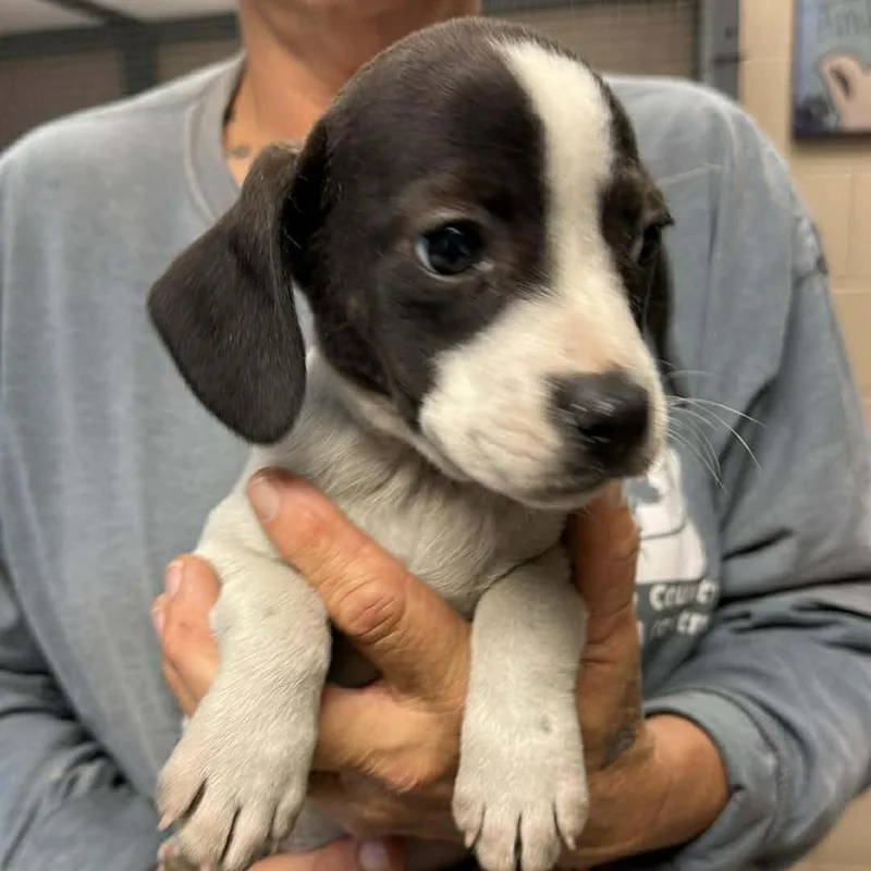 Pie Puppies: Bourbon Pecan thumbnail 4