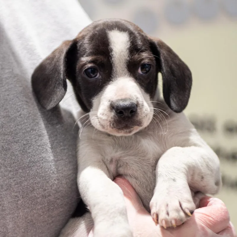Pie Puppies: Bourbon Pecan thumbnail 5