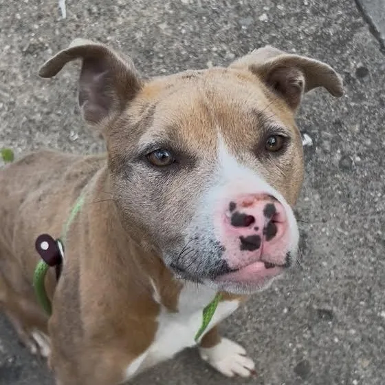 An adult medium-sized female Golden Catahoula Leopard Dog dog named Sharon for adoption in Anderson, IN
