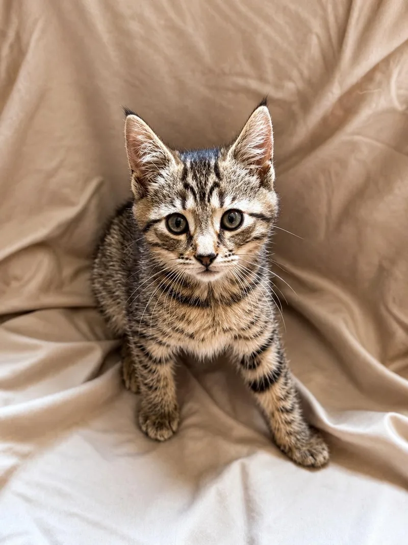 A baby small-sized female Tabby (Gray / Blue / Silver) Domestic Short Hair cat named Tracy for adoption in Smicksburg, pa 16256, PA