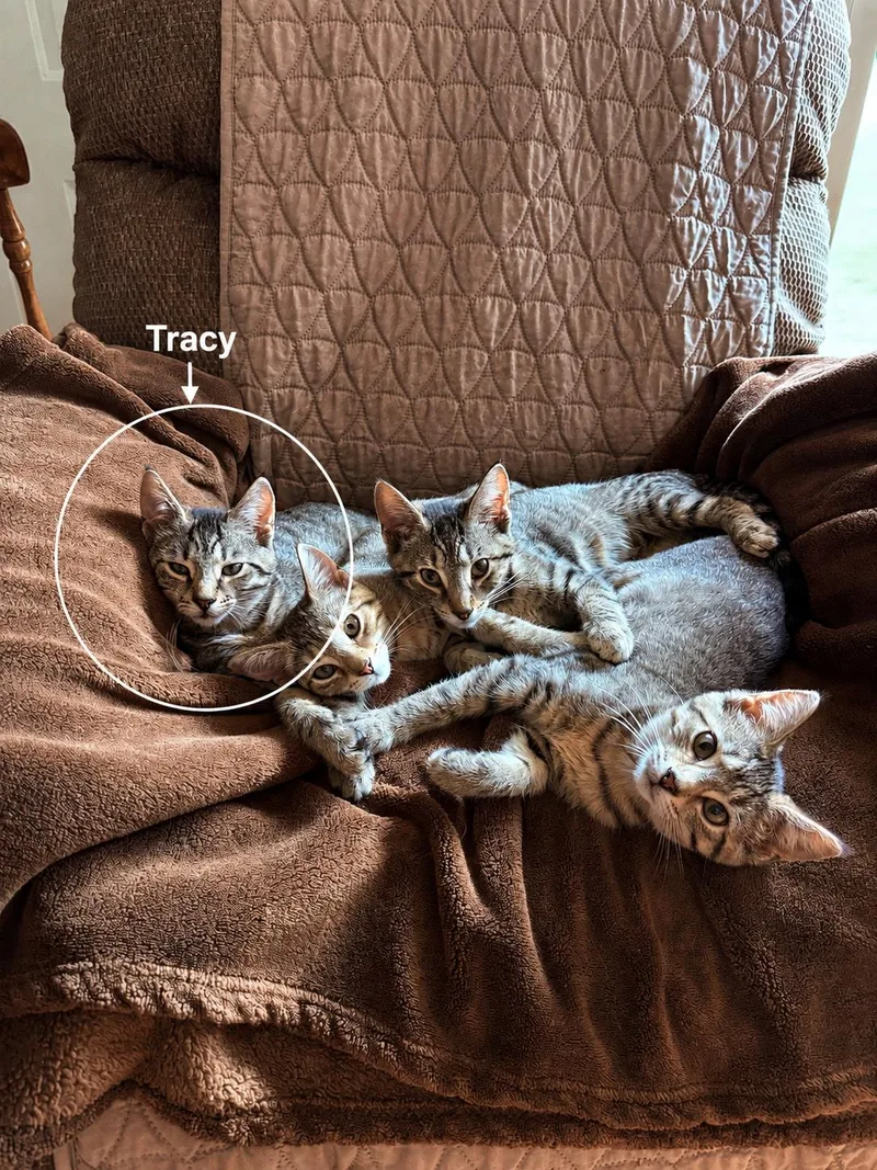 Tracy thumbnail 3