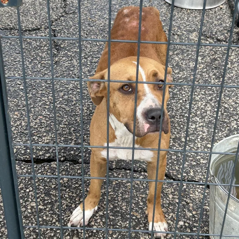 An adult small-sized female Black Mixed Breed dog named GiGi for adoption in Dillon, SC