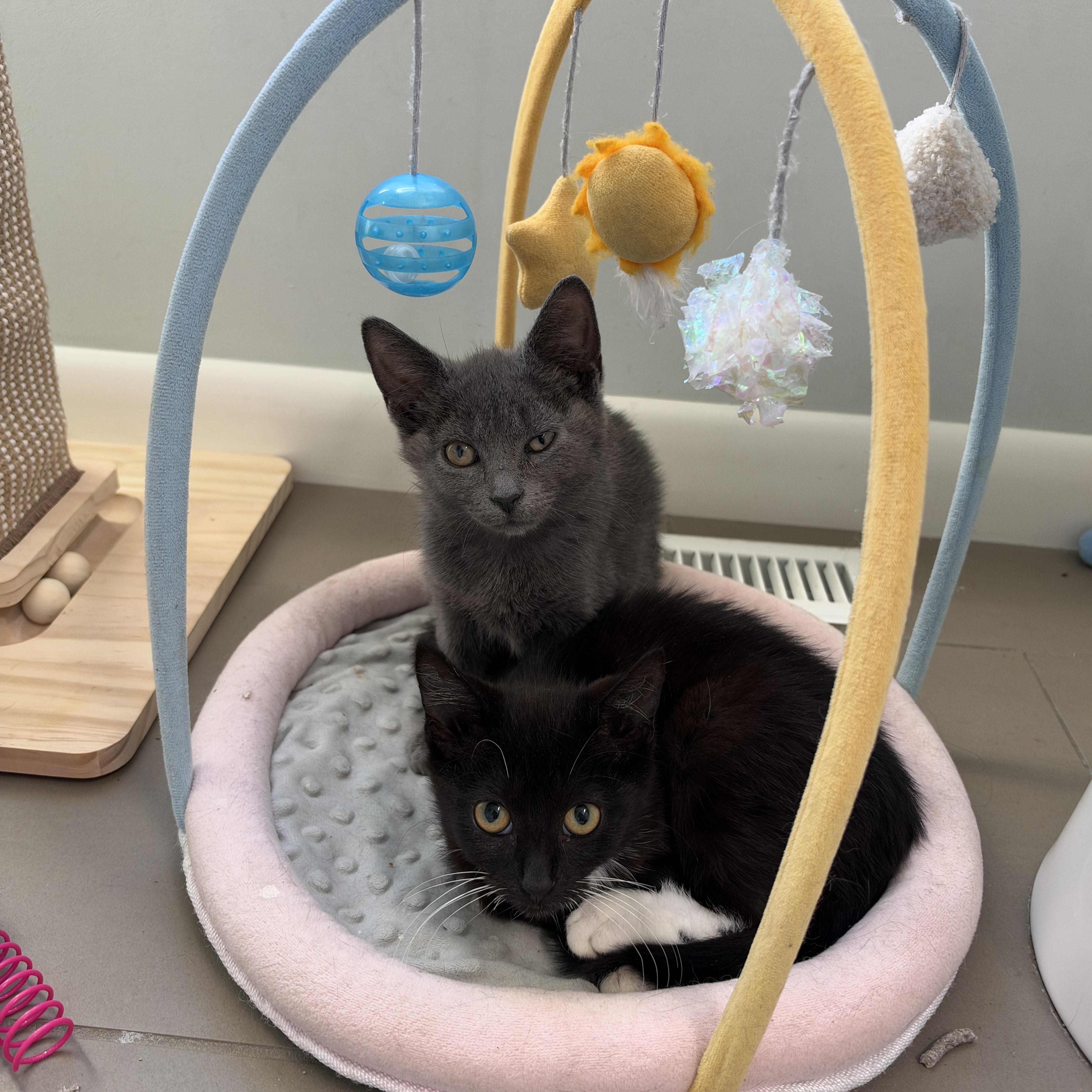 A baby medium-sized female Gray / Blue / Silver Domestic Short Hair cat named Fettuccine for adoption in Cleveland Heights, OH