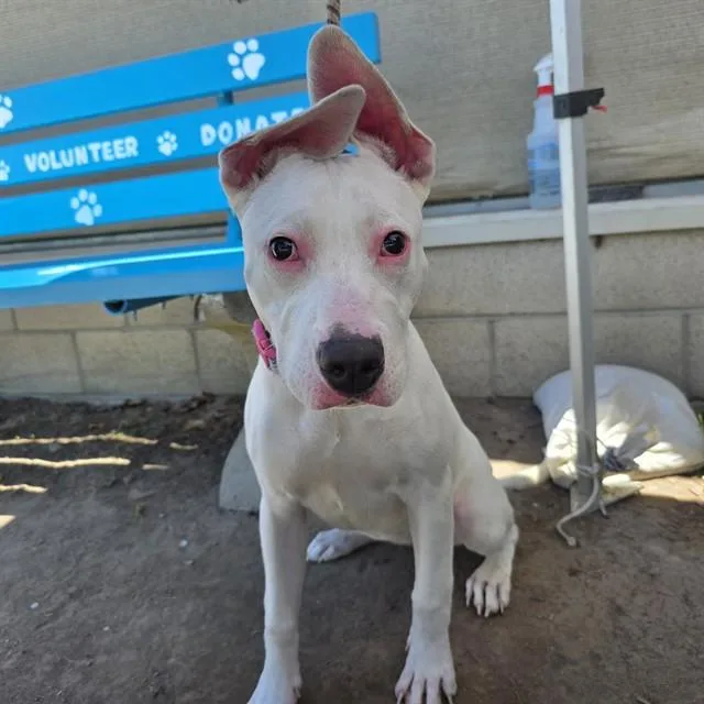 A baby medium-sized female Pit Bull Terrier dog named Coconut Cream for adoption in Long Beach, CA