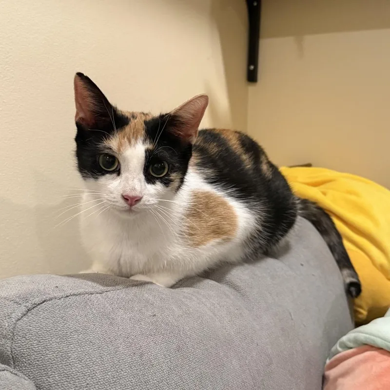 An adult medium-sized female Calico Domestic Short Hair cat named Fresier for adoption in Middle Village, NY