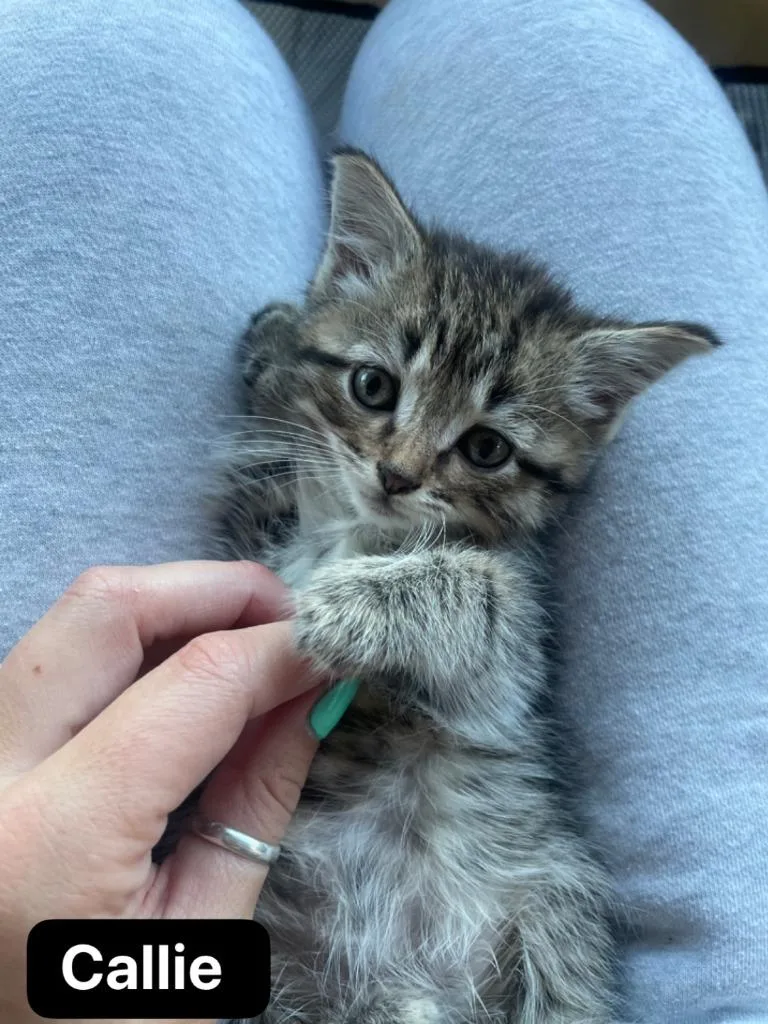 A baby medium-sized male Domestic Short Hair cat named Callie for adoption in Johnson City, TN