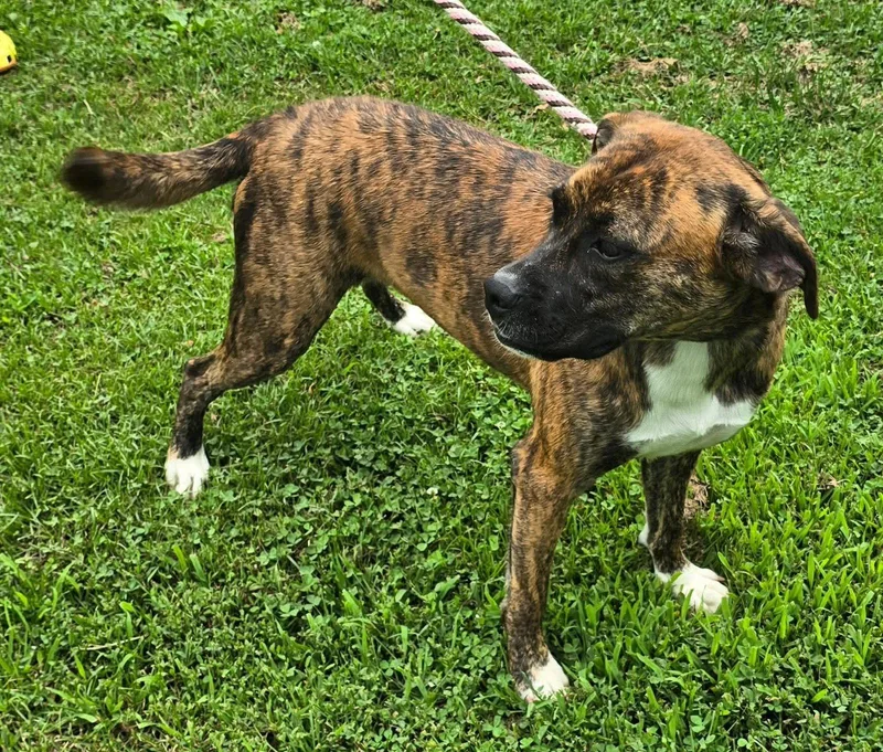A baby medium-sized female Boxer dog named Lily for adoption in Shakopee, MN