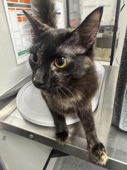 An adult medium-sized female Domestic Short Hair cat named Moana for adoption in Sevierville, TN