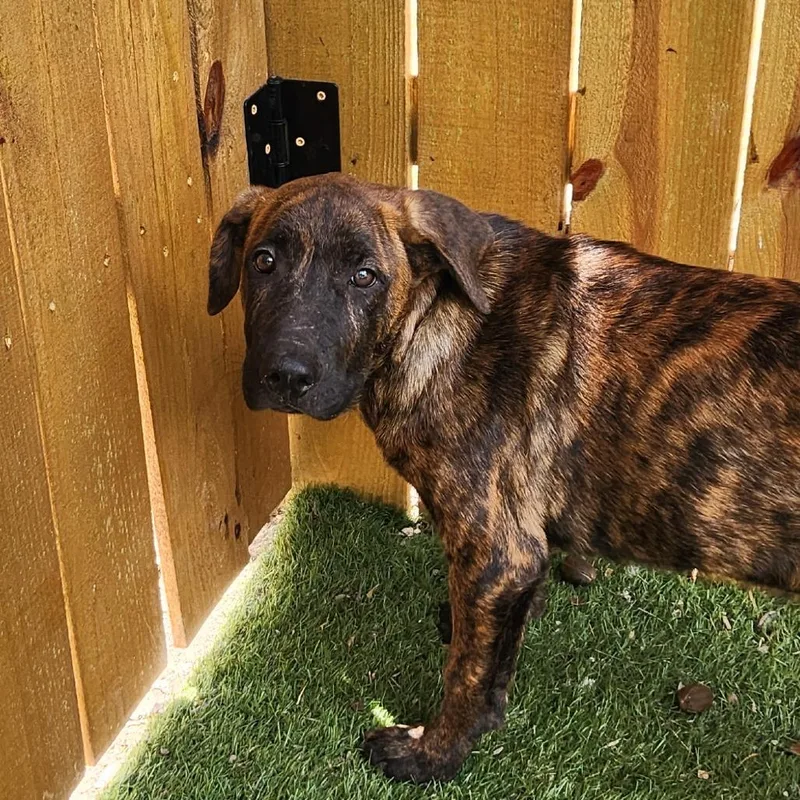 A young large-sized male Shepherd dog named Kyle JuM for adoption in Austin, TX