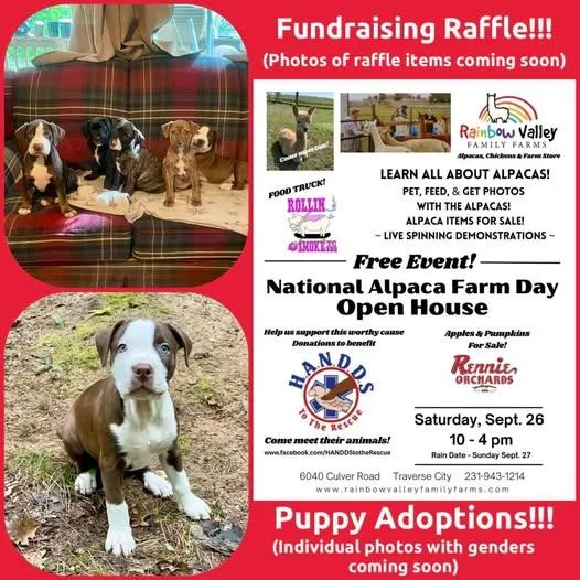 A baby medium-sized female Pit Bull Terrier dog named Candy Bar litter for adoption in Traverse City, MI
