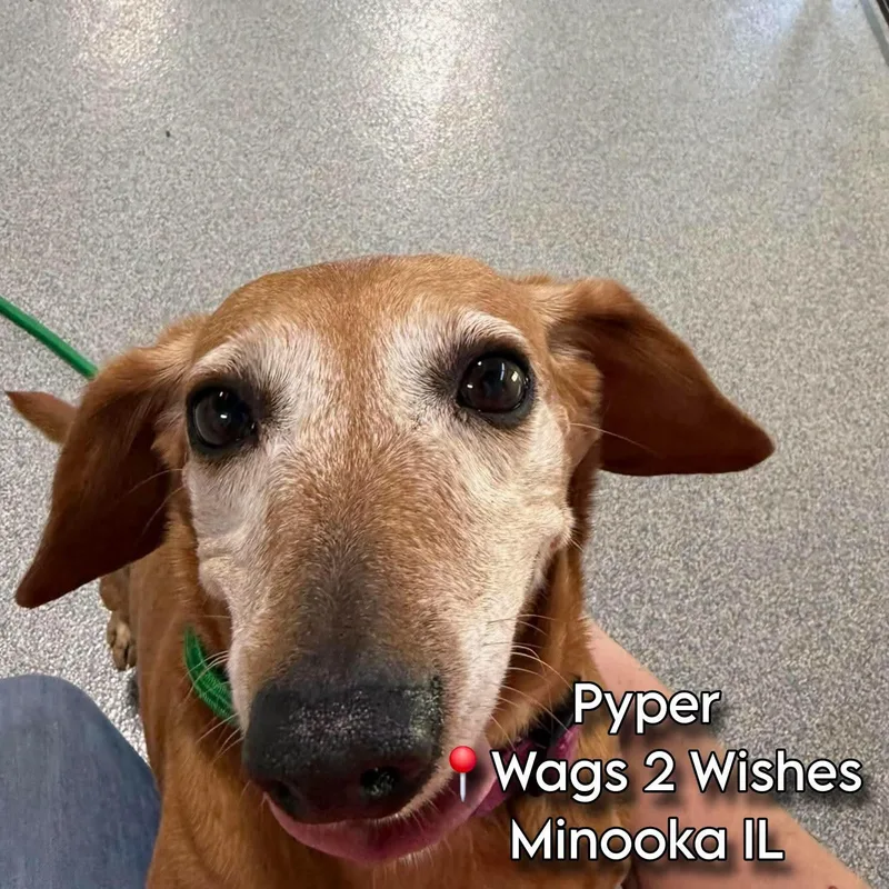 Pyper and Blondie bonded thumbnail 3