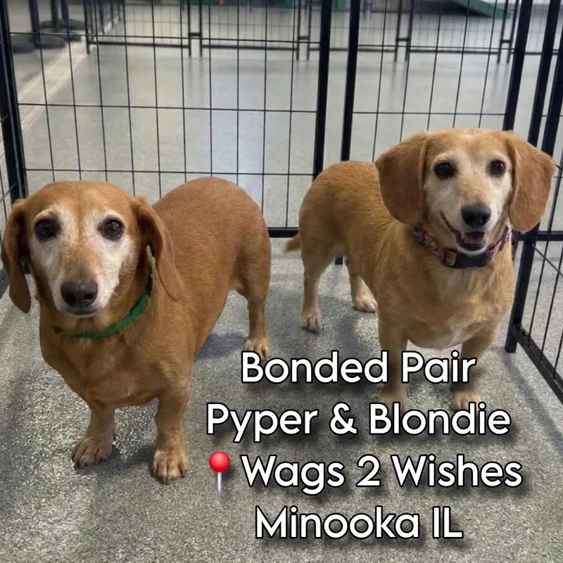 Pyper and Blondie bonded thumbnail 4