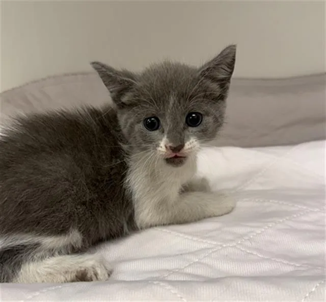 A baby small-sized female Domestic Short Hair cat named Sage for adoption in Baytown, TX