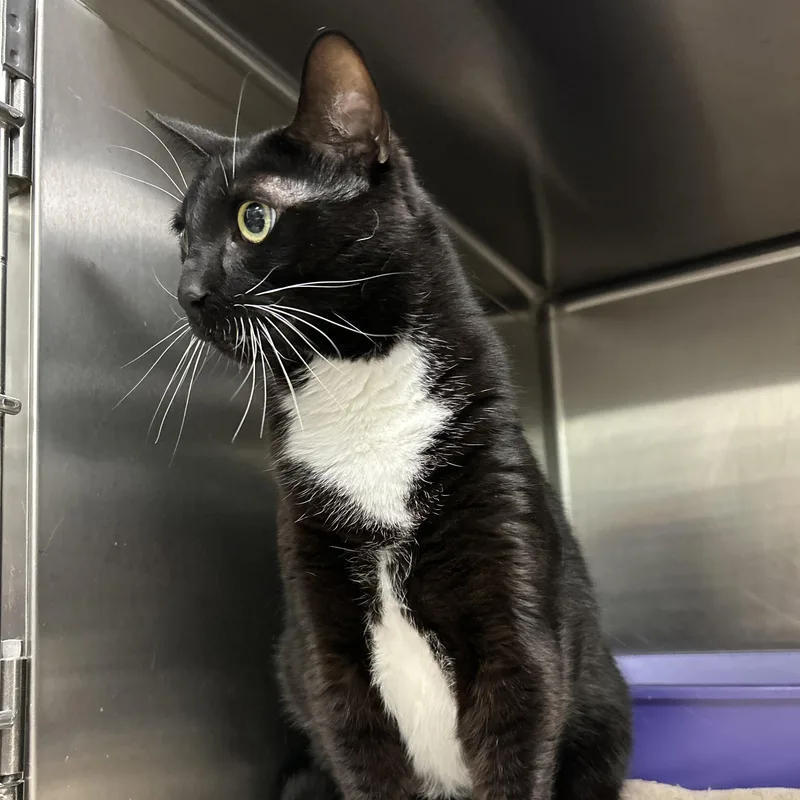 An adult medium-sized male Black & White / Tuxedo Tuxedo cat named Conner for adoption in La Grange Park, IL