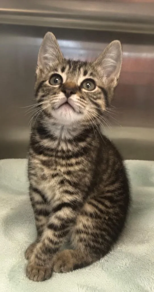 A baby small-sized male Domestic Short Hair cat named Segar for adoption in Columbia, TN