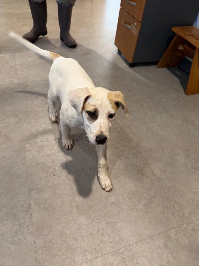 A baby small-sized male Mixed Breed dog named Watson for adoption in Bossier City, LA