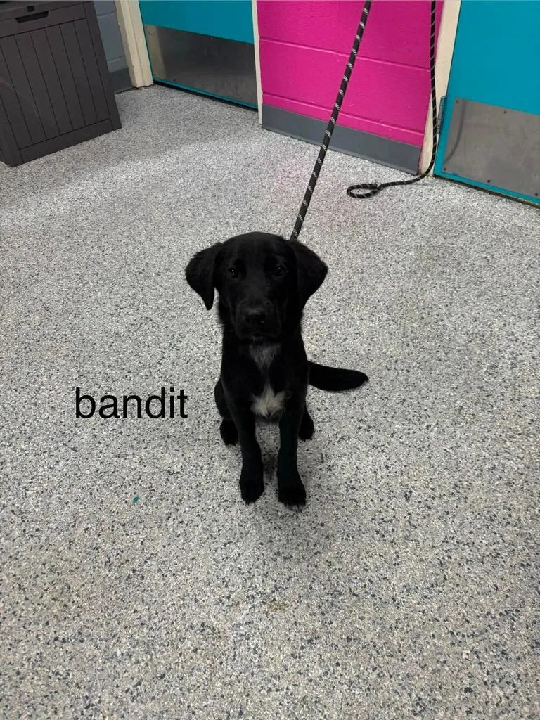 A baby small-sized male Labrador Retriever dog named Bandit for adoption in Livingston, LA