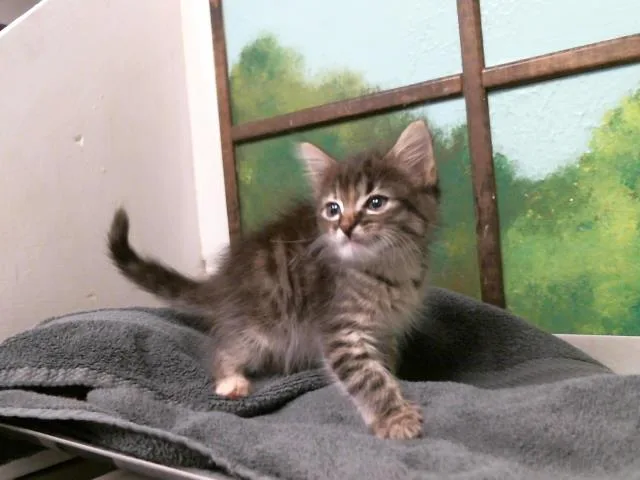 A baby small-sized female Domestic Short Hair cat named Inko for adoption in Houston, TX