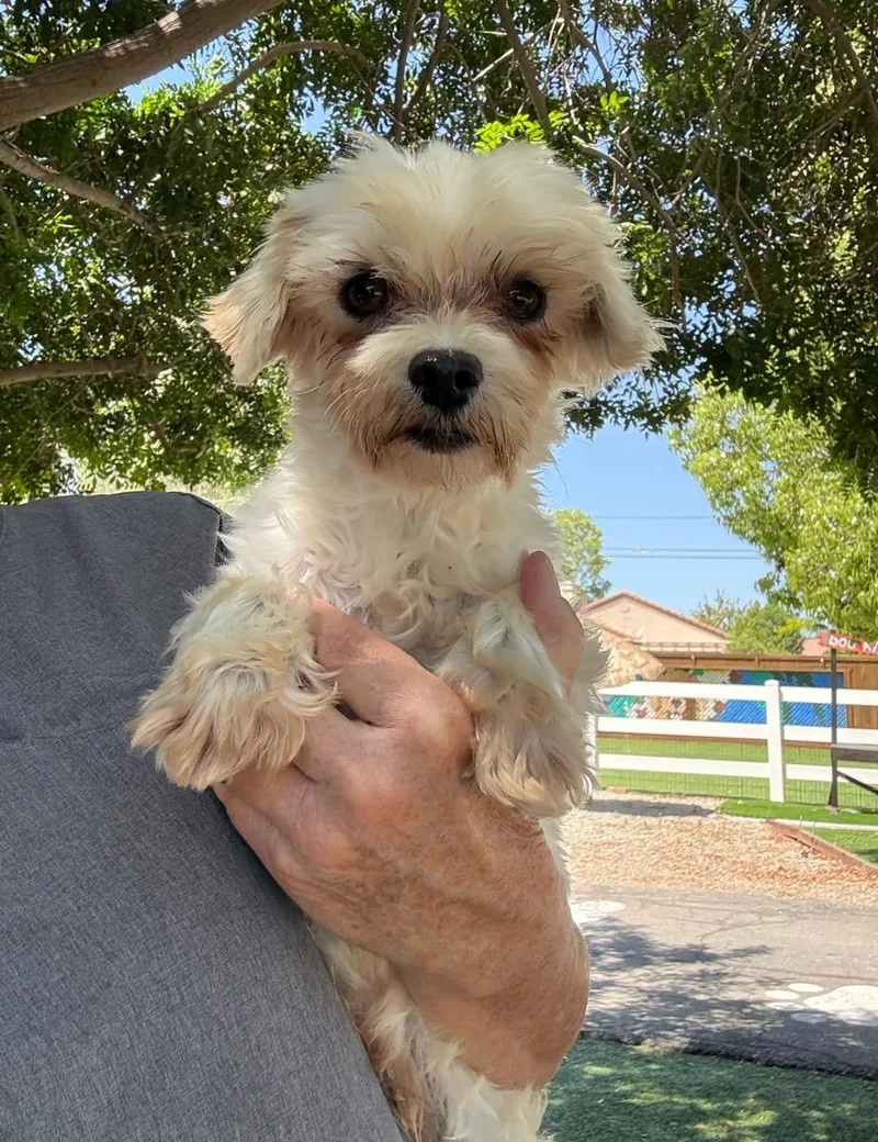 An adult small-sized male White / Cream Maltese dog named Cory for adoption in Temecula, CA