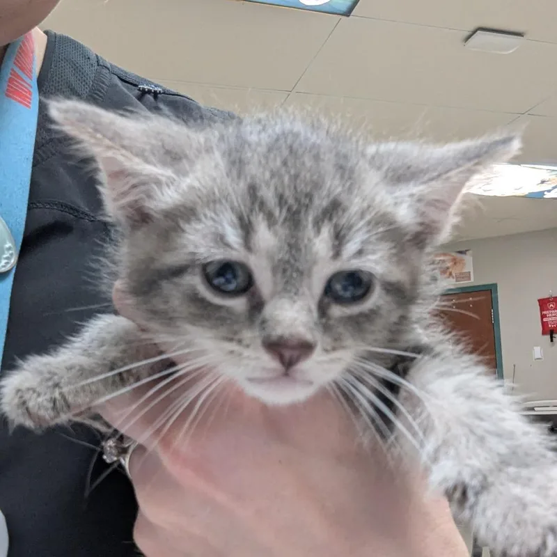 A baby small-sized female Gray / Blue / Silver Domestic Short Hair cat named Grace for adoption in Indianapolis, IN
