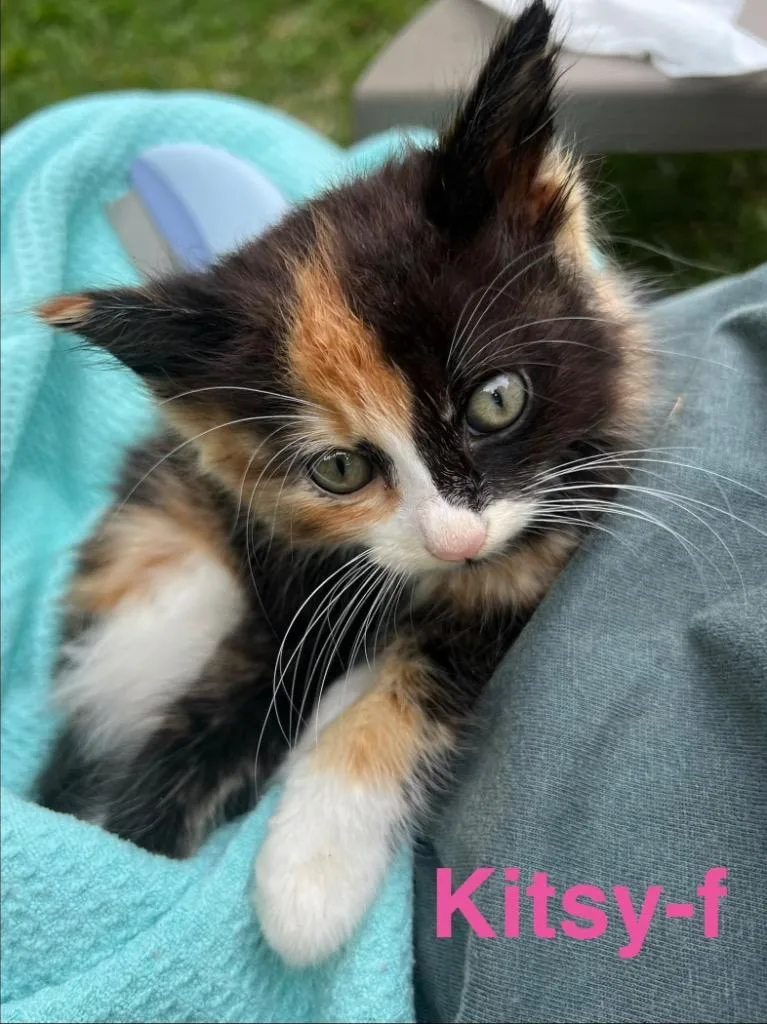 Kitsy