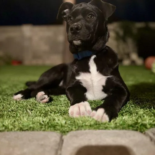 A baby small-sized female Black Labrador Retriever dog named Kali for adoption in Glendale, AZ