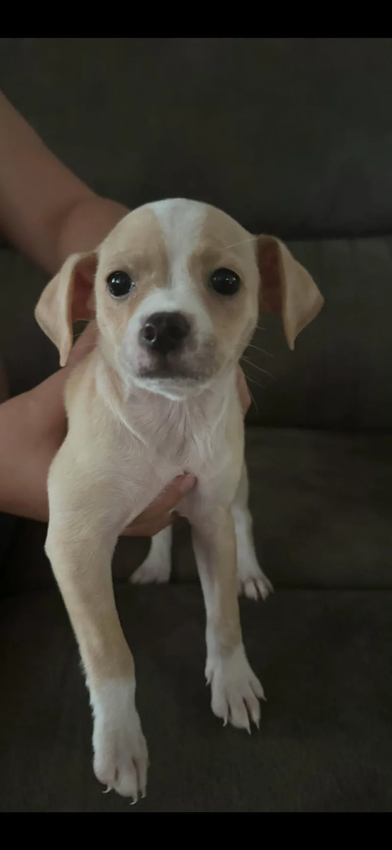 A baby medium-sized male Chihuahua dog named Bean for adoption in Holly Springs, NC