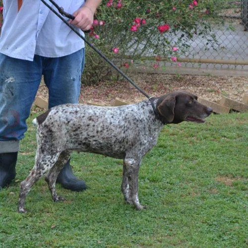 An adult large-sized female German Shorthaired Pointer dog named Cinder for adoption in Jackson, LA