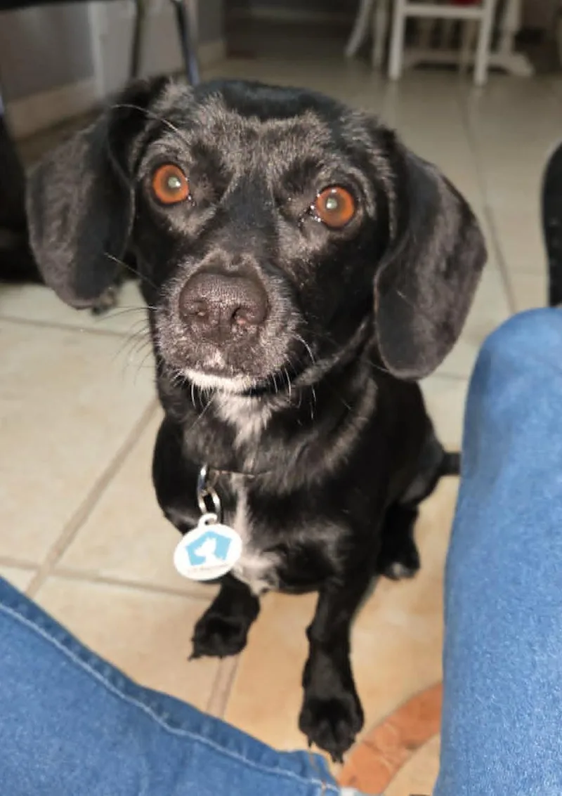 An adult small-sized female Dachshund dog named Madison for adoption in Osteen, FL