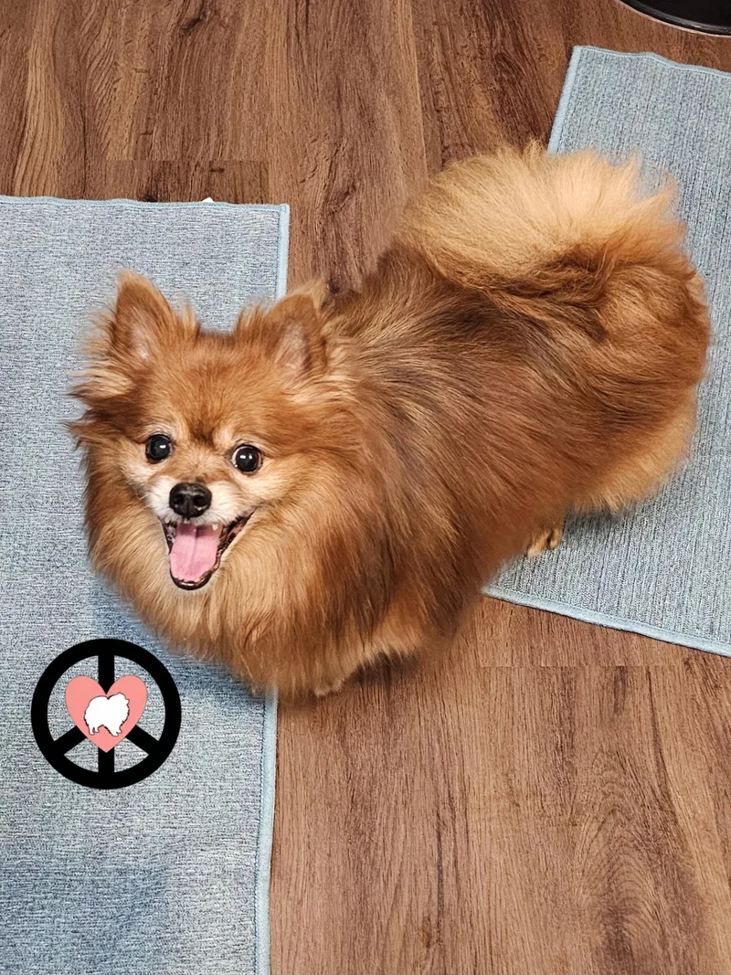 An adult small-sized male Pomeranian dog named T Bear for adoption in Lebanon, PA