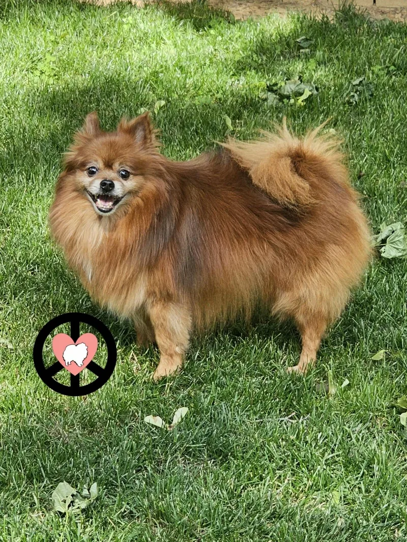 T Bear thumbnail 2