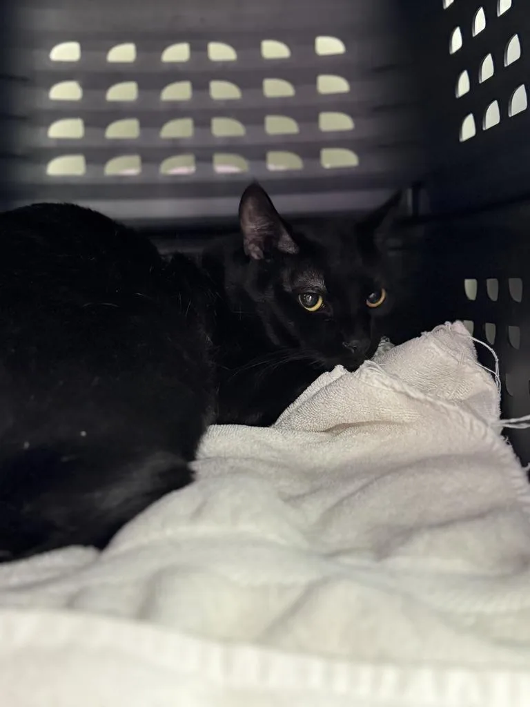 An adult medium-sized male Domestic Short Hair cat named Kevin for adoption in Saint Paul, MN