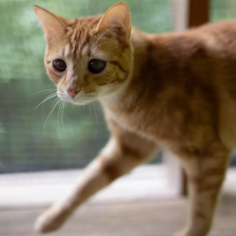 A baby small-sized male Orange / Red Domestic Short Hair cat named Tang for adoption in Talbott, TN