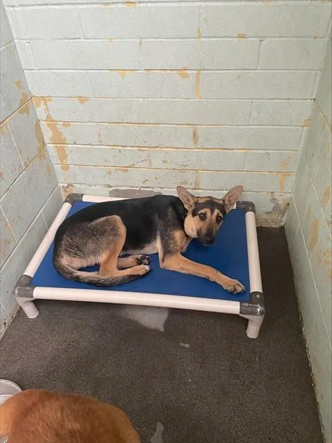 A young large-sized female German Shepherd Dog dog named Shiloh for adoption in Stockton, CA