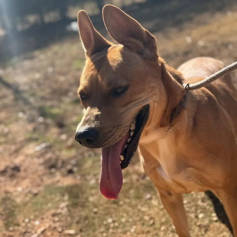 Gracie May thumbnail 4