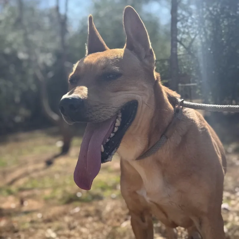 Gracie May thumbnail 6