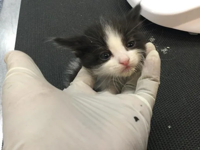 A baby small-sized female Domestic Short Hair cat named Honey for adoption in Thousand Palms, CA