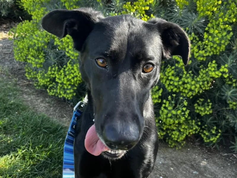 An adult large-sized female Labrador Retriever dog named Peggy for adoption in Martinez, CA