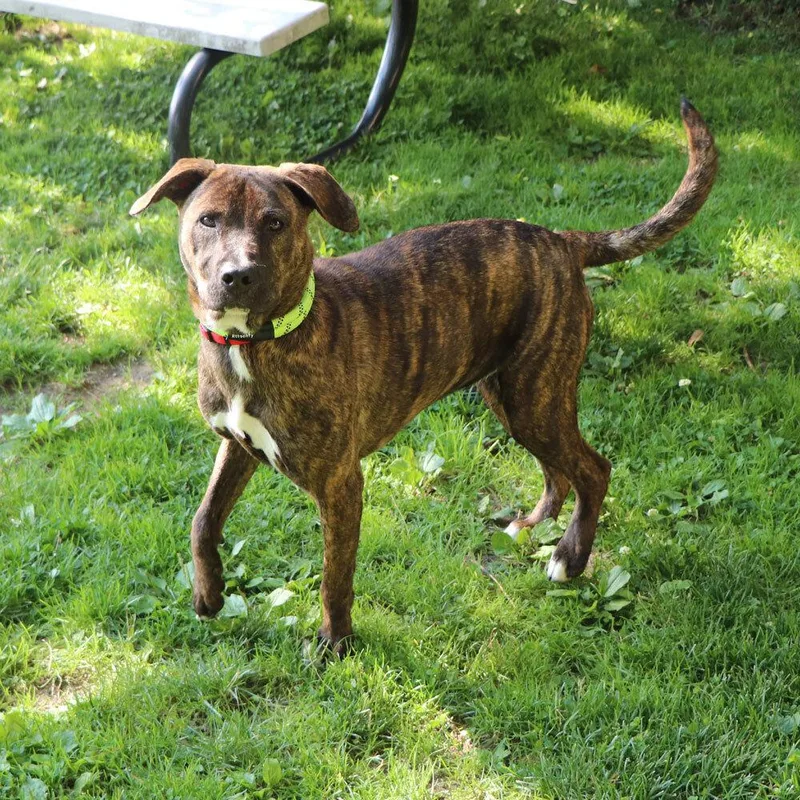 A young large-sized female Mixed Breed dog named Blair for adoption in Port Washington, NY