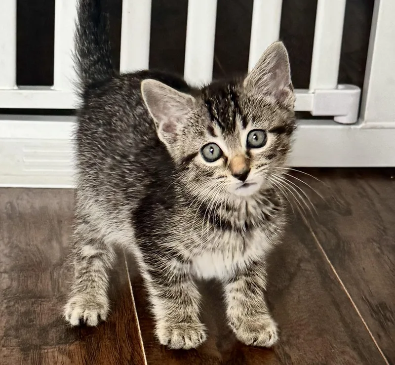 A baby medium-sized male Tabby (Gray / Blue / Silver) Domestic Short Hair cat named Panama for adoption in Rossville, TN