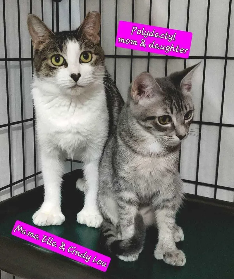 Cindylou thumbnail 2