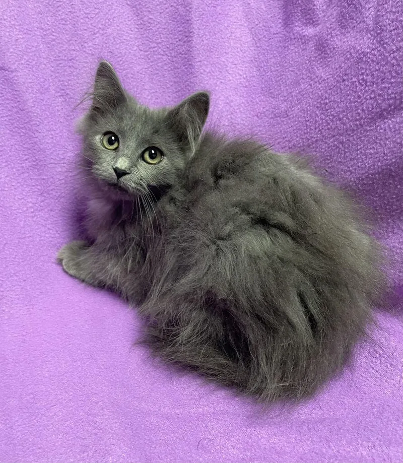 A baby medium-sized female Domestic Long Hair cat named Cobweb for adoption in Jackson, MI