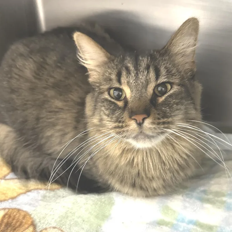 An adult large-sized male Brown / Chocolate Domestic Long Hair cat named Taro for adoption in Naperville, IL